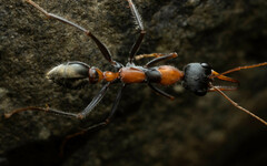 Myrmecia nigrocincta