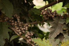 Solanum chrysotrichum