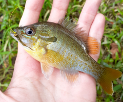 Lepomis auritus