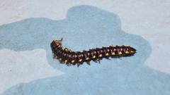 Asiomorpha coarctata
