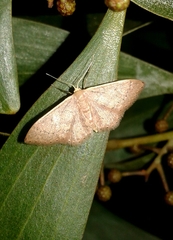 Idaea eugeniata