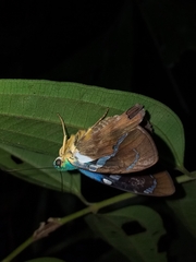 Astraptes fulgerator