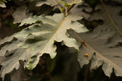 Solanum chrysotrichum