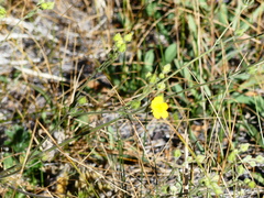 Potentilla gracilis