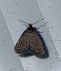 Idia diminuendis