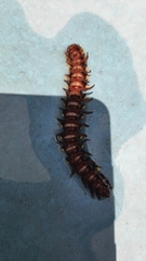 Asiomorpha coarctata