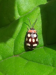Alagoasa trifasciata