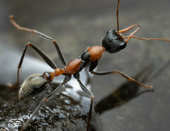 Myrmecia nigrocincta