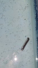 Asiomorpha coarctata