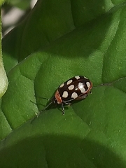 Alagoasa trifasciata