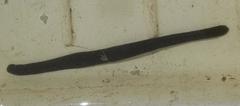 Haemopis sanguisuga
