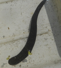 Haemopis sanguisuga
