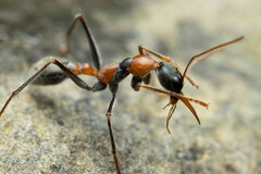 Myrmecia nigrocincta