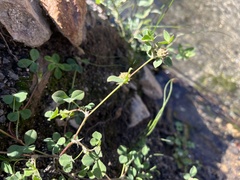 Trifolium glomeratum