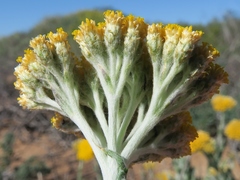 Helichrysum hebelepis