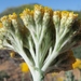 Helichrysum hebelepis - Photo (c) Kevin Murray, alguns direitos reservados (CC BY), uploaded by Kevin Murray
