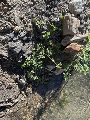 Trifolium glomeratum