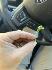 Trifolium glomeratum