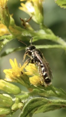 Perdita octomaculata