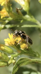 Perdita octomaculata