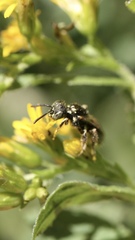 Perdita octomaculata