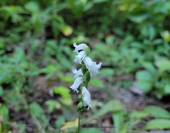 Spiranthes arcisepala