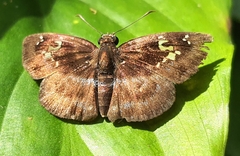 Quadrus cerialis