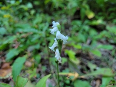 Spiranthes arcisepala