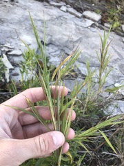 Muhlenbergia frondosa