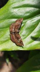 Quadrus cerialis