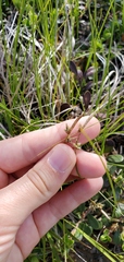 Carex pensylvanica