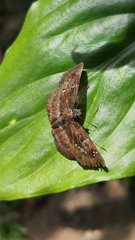 Quadrus cerialis