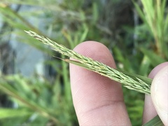 Muhlenbergia frondosa
