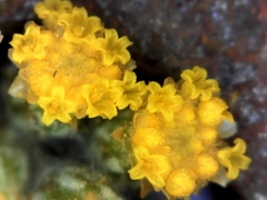 Helichrysum hebelepis