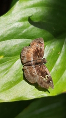 Quadrus cerialis