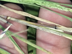 Muhlenbergia frondosa