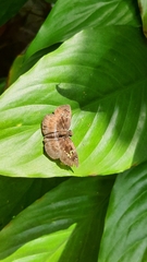 Quadrus cerialis