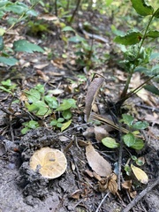 Turbinellus kauffmanii