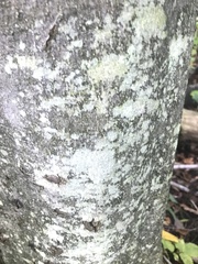 Lecanora thysanophora