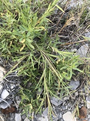 Muhlenbergia frondosa