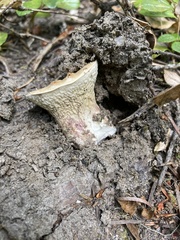 Turbinellus kauffmanii