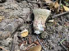 Turbinellus kauffmanii