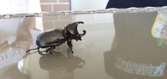 Xylotrupes australicus