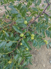 Ziziphus jujuba