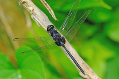 Erythemis plebeja