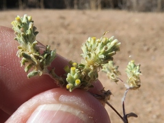 Helichrysum herniarioides