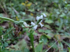 Spiranthes arcisepala