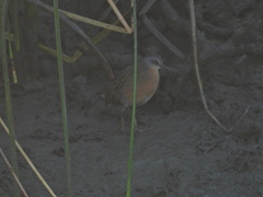 Rallus limicola