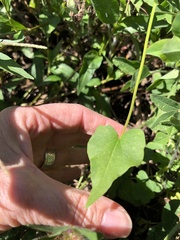 Fagopyrum esculentum