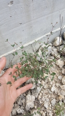 Euphorbia villifera